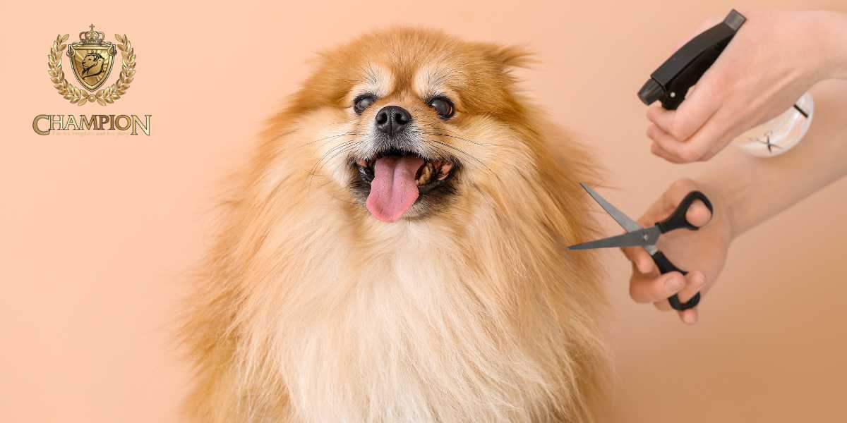 Read more about the article Ultimate Guide to Pet Hair Removal Services for Clothes: Say Goodbye to Furry Mess!